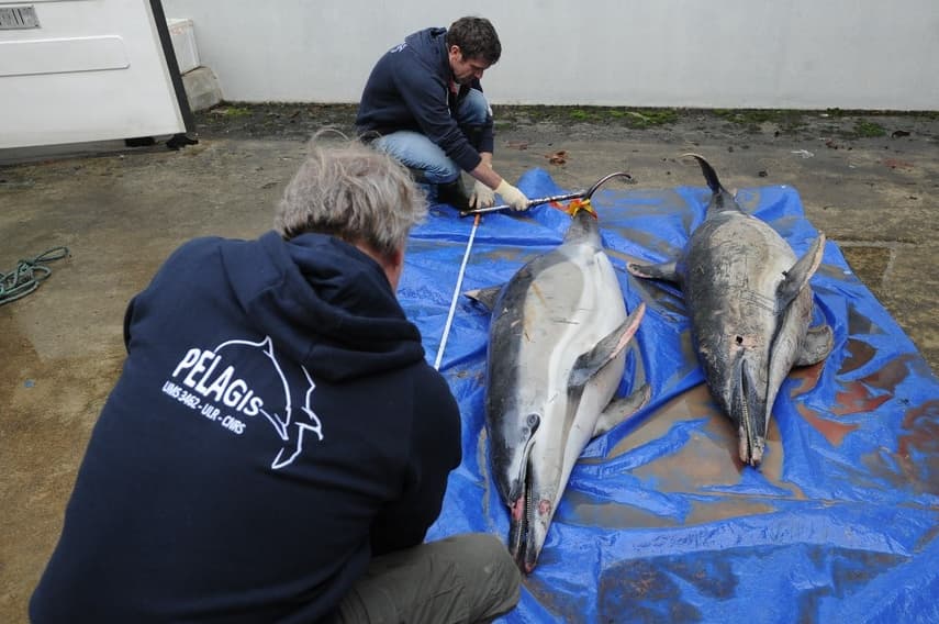 WATCH: Dozens of dolphins beached on France's Atlantic coast