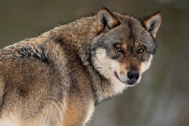 Who's a good boy? Wolves, not dogs, according to this Austrian study