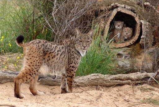 How Spain brought the Iberian Lynx back from the brink of extinction