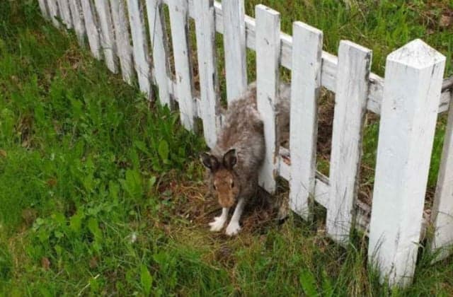 Hare trapped in fence in Sweden after tragic misjudgement