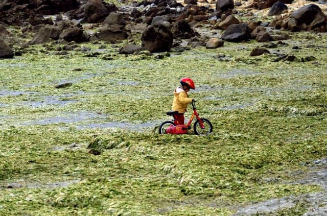 Fears in France over dangers of toxic green algae after man dies