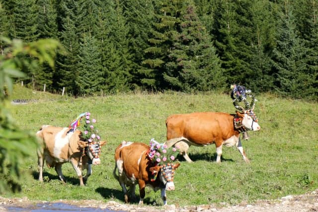 Austrian police stumped by spate of cowbell thefts