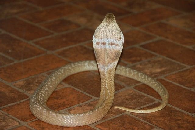 Deadly Cobra caught in Germany after five days on the loose
