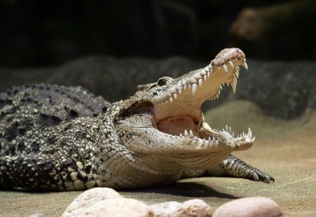 Fidel Castro's crocodile attacks man at Stockholm crayfish party