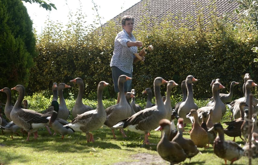 Quacking ducks v neighbours in latest noise row from rural France