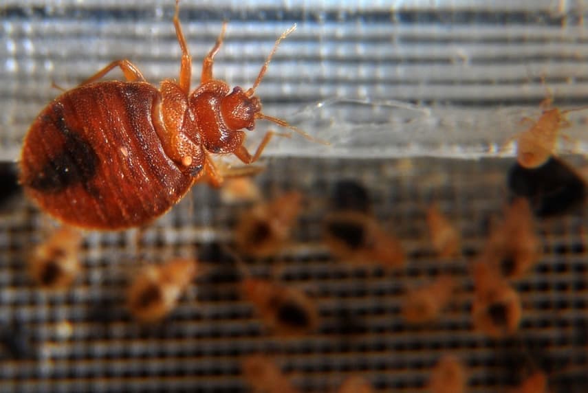 'You're better off sleeping in your car': How Paris is plagued by scourge of bed bugs
