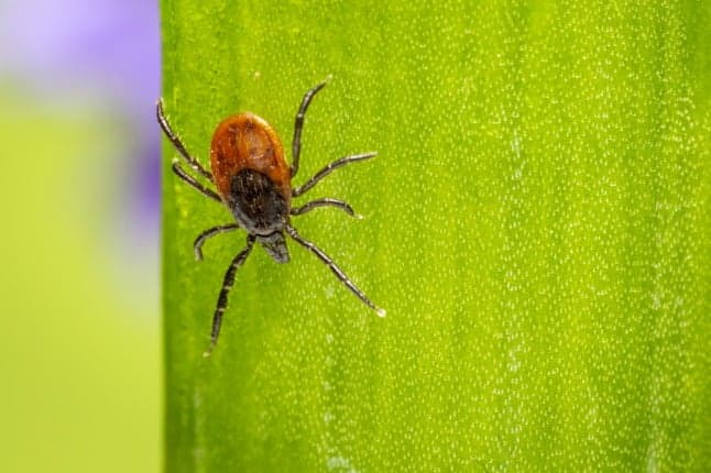 Ticks in Norway: How to avoid them and protect yourself