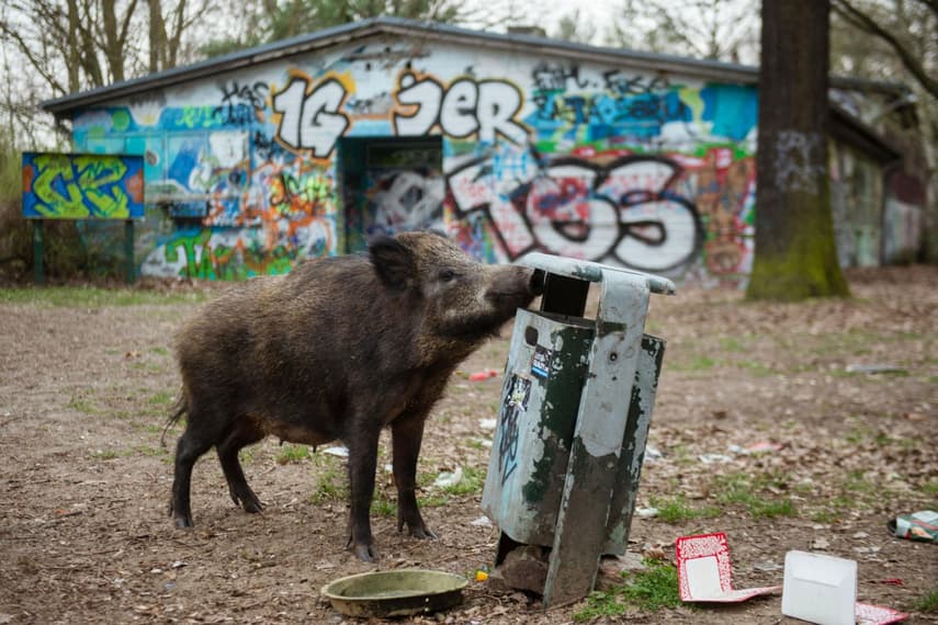 Only in Germany: Wild boar steals laptop from naked Berlin sunbather
