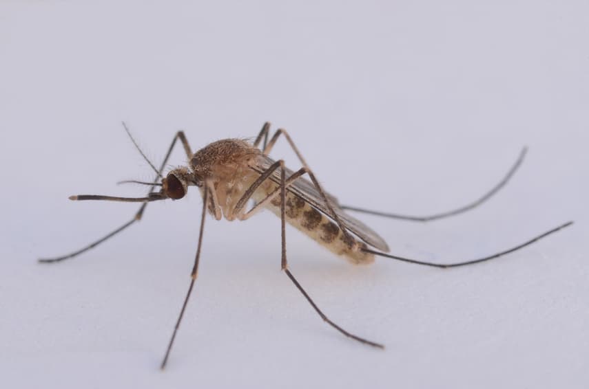 West Nile virus outbreak spread by mosquitos kills two in Andalusia