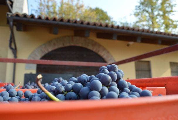 How are Italy's wine producers coping with the coronavirus crisis?