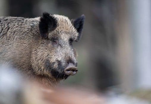 'Source of great concern': What you need to know about African swine fever in Germany