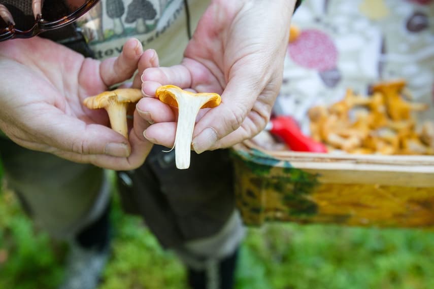 How to pick mushrooms in Sweden like you've been doing it all your life