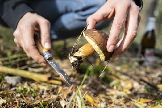 Why Germans go crazy for wild mushrooms in the autumn months