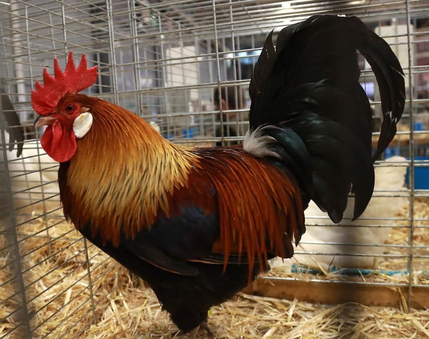 Le Coq: The proud bird that is a symbol of France