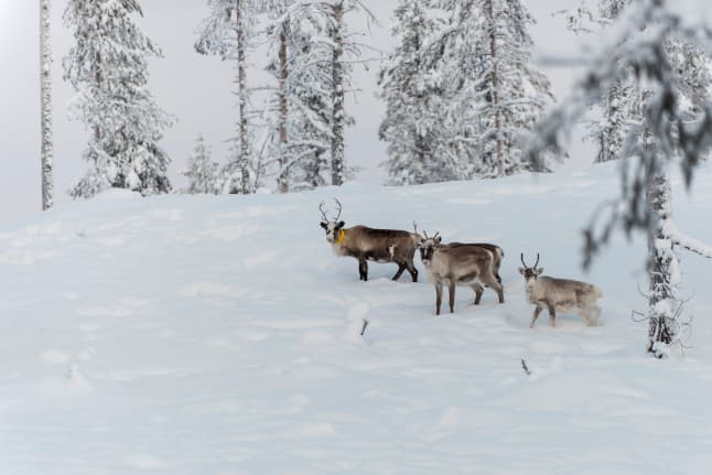 Sweden to build reindeer bridges so they can cross roads to find food
