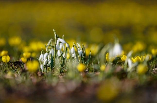 Spring arrives in southern Sweden with record-breaking temperatures