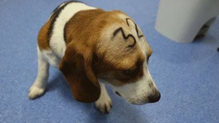 'Gratuitous cruelty': Spain probes suspected abuse at animal testing lab
