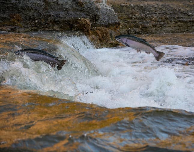 Norwegian salmon farming moves to cleaner indoor waters