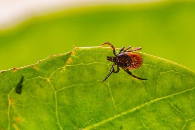 Ticks in Italy: How to avoid them and protect yourself