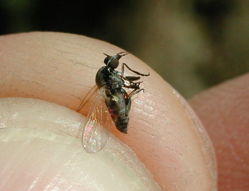 Black flies thrive in Spain's heat: How to avoid their bites