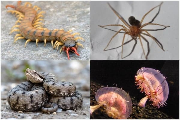 What venomous species are there in Spain? - The Local