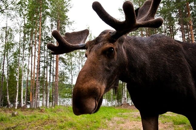 'Stop taking selfies with elk,' police warn Stockholmers