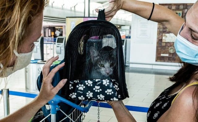 What Americans need to know about bringing their pets to Europe
