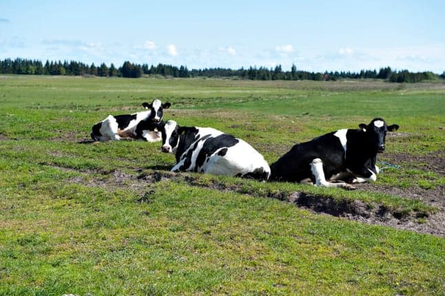 Cattle near Danish city drank polluted water 'for years'