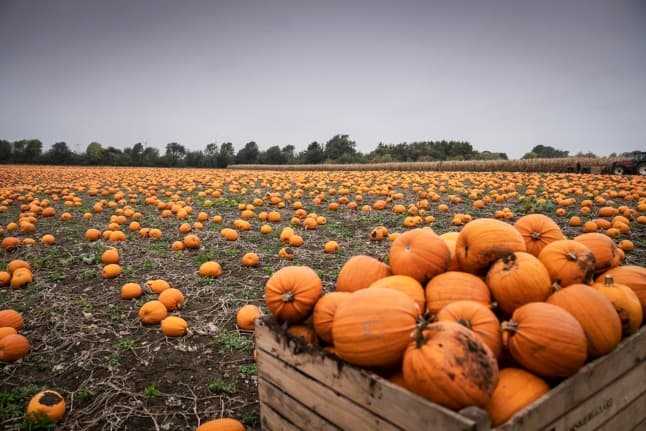 Denmark piles up pumpkin production for scarier Halloween