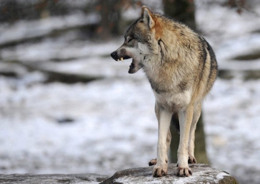 Wolves move in to northern France as population expands