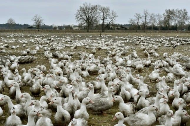 France to cull over one million birds to fight avian flu