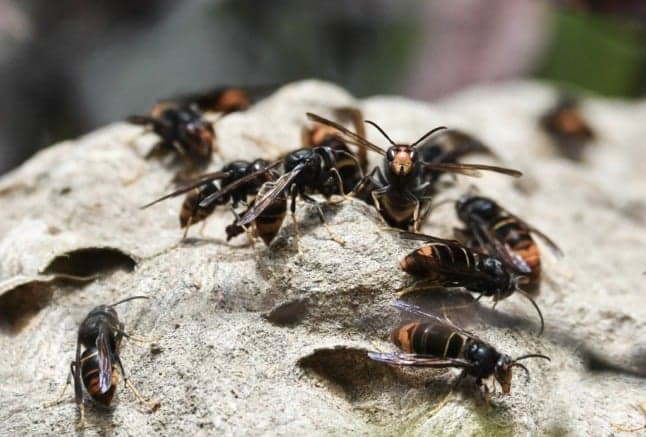 Massive hornet-trapping campaign begins in south west France