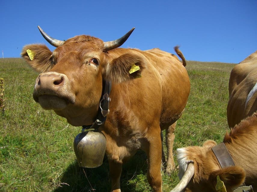 Why does Switzerland have such strict animal rights laws compared to elsewhere?