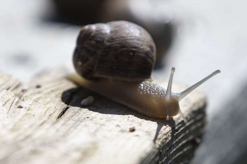 Climate change could take snails off the menu in France