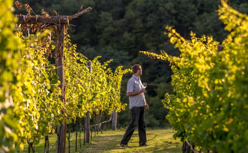 The best Austrian wineries to visit this summer