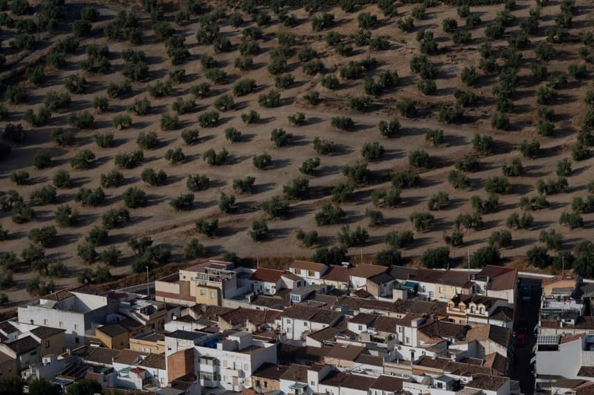 How drought is threatening Spain's 'green gold' harvest