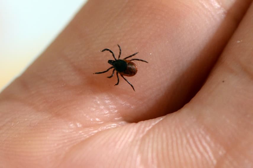 What you should know about ticks in France and how to avoid them