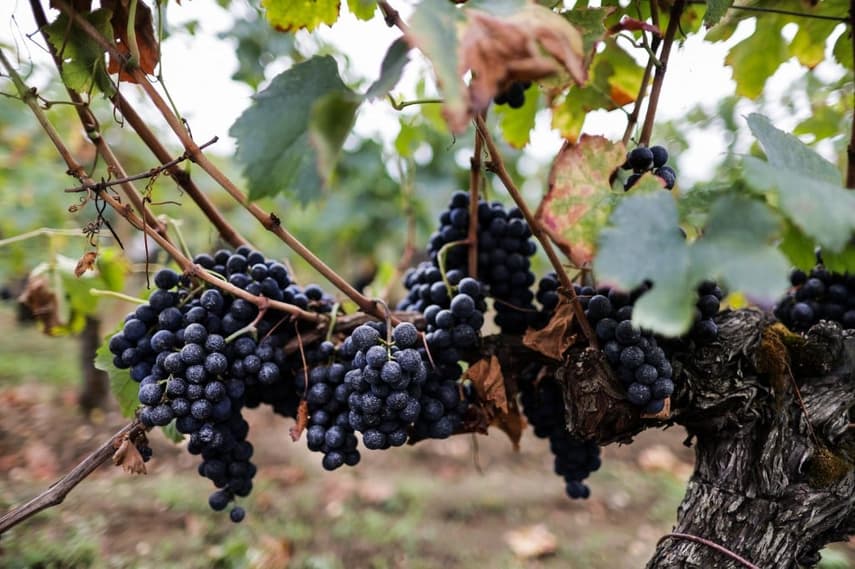 French history myths: France is the birthplace of wine