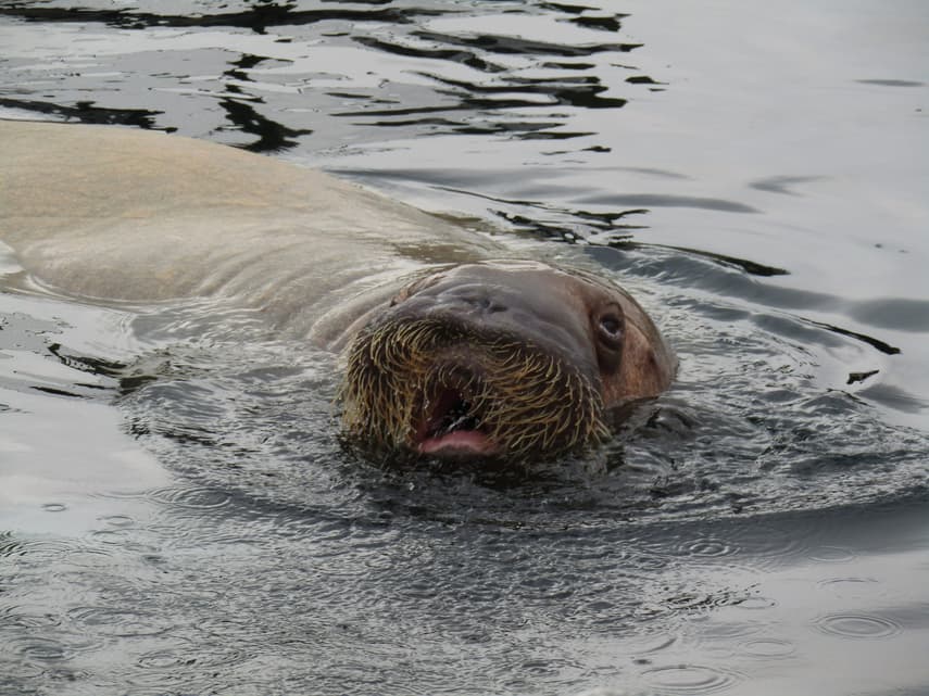 Norway considers euthanising walrus that won hearts in Oslo fjord