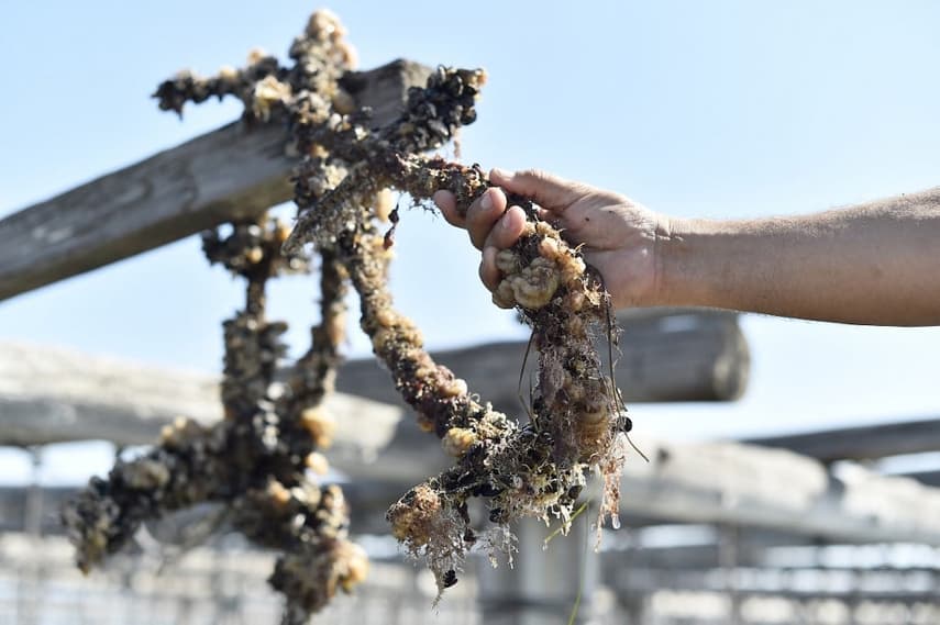 How heatwaves have battered Spain's mussel harvests