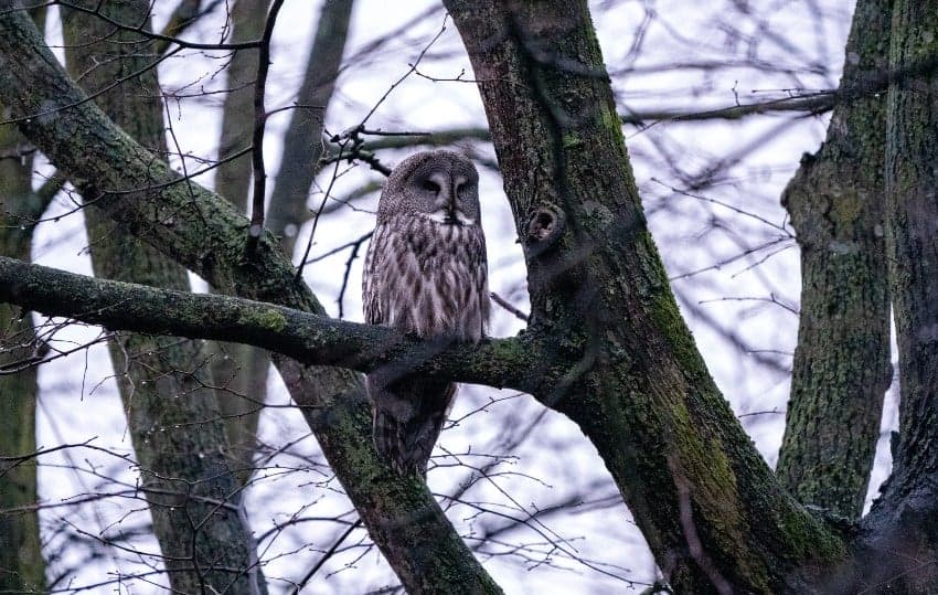 Giant owl still on the loose after escape from Stockholm zoo 