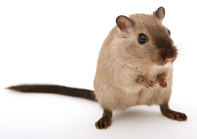 Why a mouse called Pérez is Spain’s tooth fairy