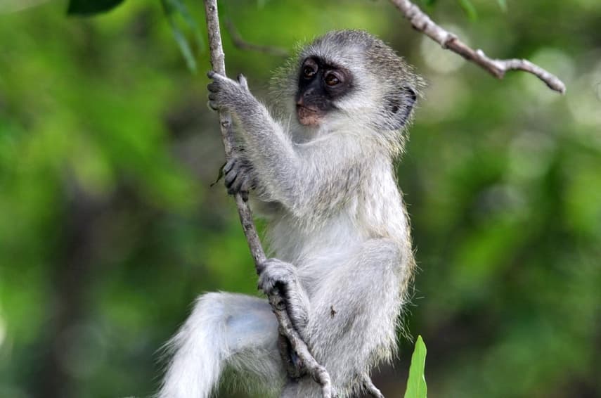 Tropical French territory battles green monkey invasion