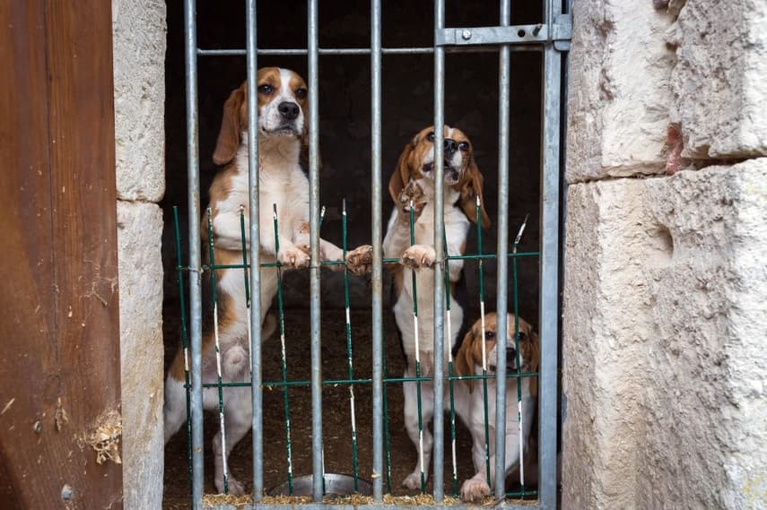 FACT CHECK: No, Spain has not legalised bestiality