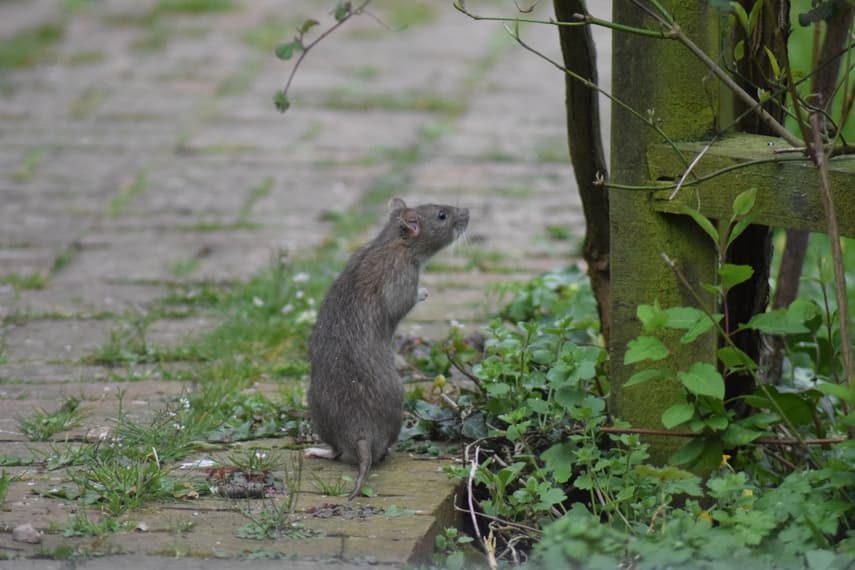 How a self-proclaimed 'rat-man' has caused uproar in Bergen