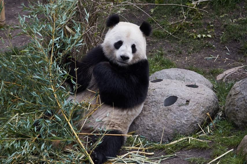 Why Copenhagen Zoo is trying new tactics to ignite panda romance