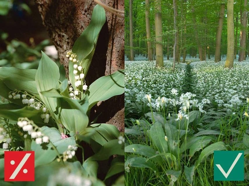 Foraging Danes warned not to mistake wild garlic for poisonous lookalike