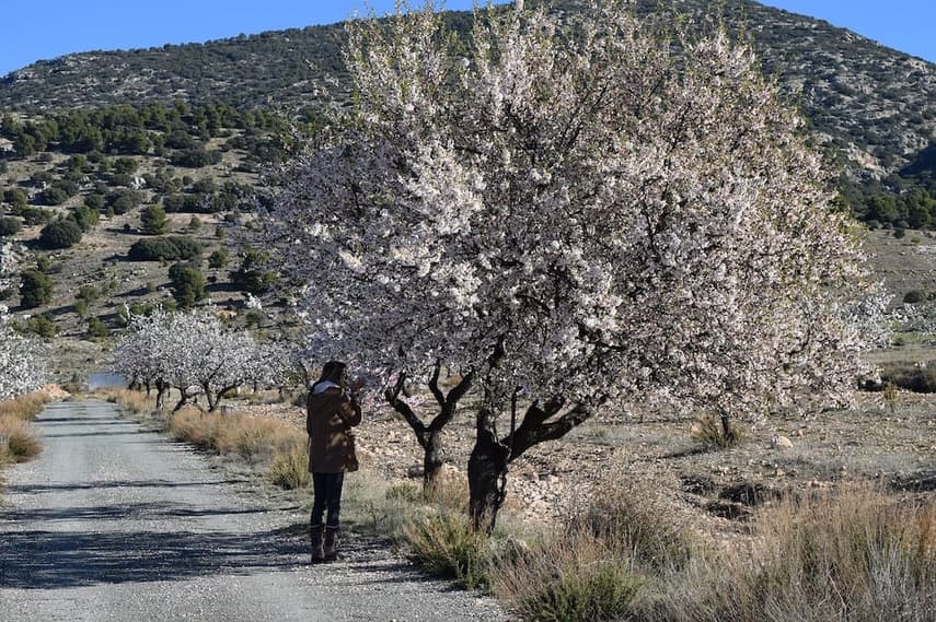 IN PICS: The best places to see spring blossom in Spain