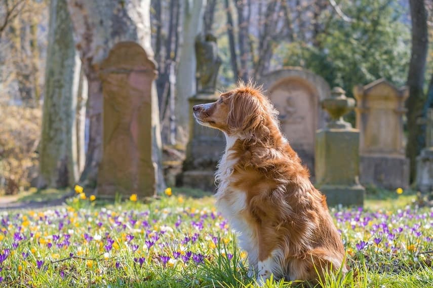 Barcelona to be first city in Spain to create a public pet cemetery