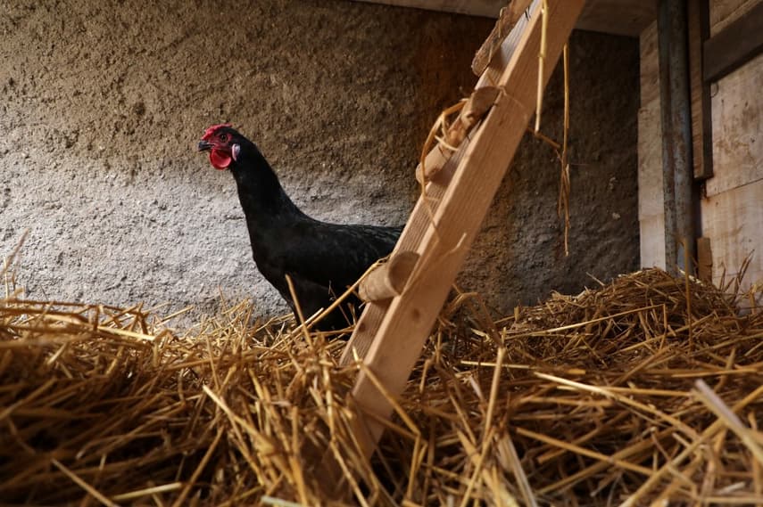 Paris health authorities issue warning over eggs from garden-reared chickens